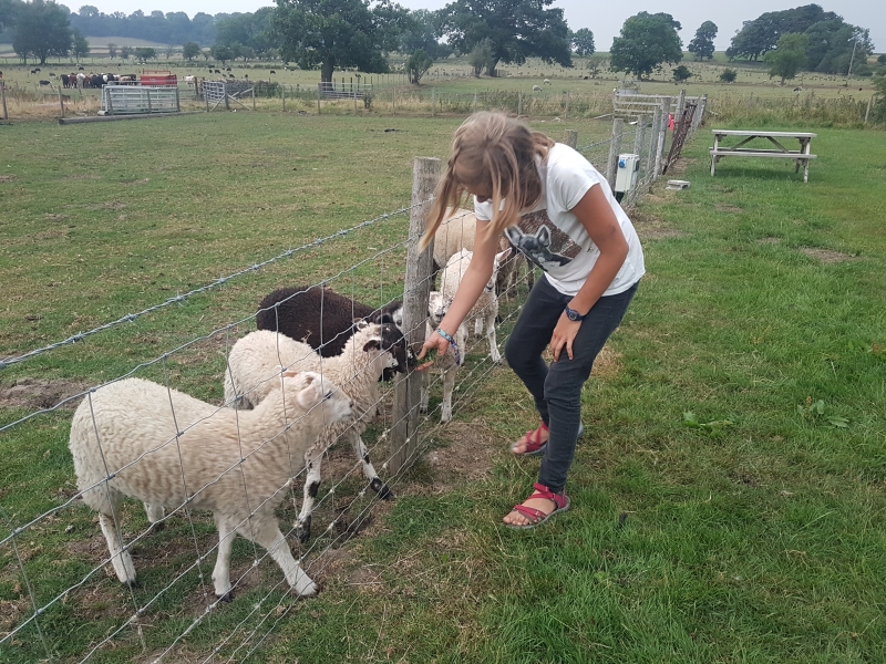 Liv is een schapenfluitsteraar