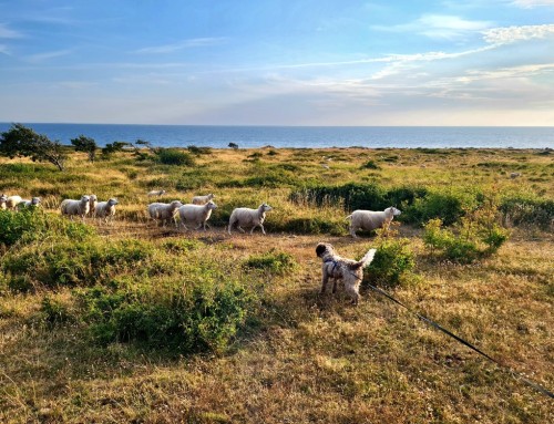 Roadtrip Zweden – Dag 15 – Mölle